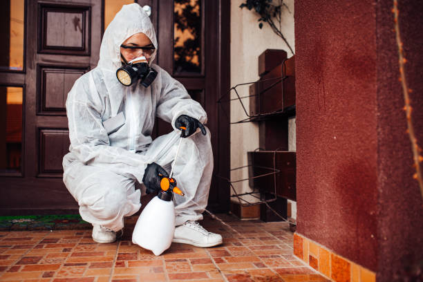 Reliable Wasp Removal contractor in Orland, CA by Show Me Pest Control
